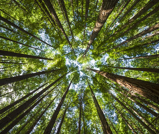 GECO Green Event Consulting – Symbolbild Natur und Nachhaltigkeit für umweltbewusste Eventplanung
